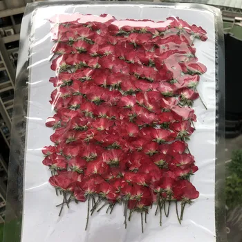 500pcs Džiovinti Pusėje Paspaudus Raudona Kinų Rožė Gėlių, Augalų Herbariumas Papuošalai Žymą Atvirukas Telefono dėklas Pakvietimo, 
