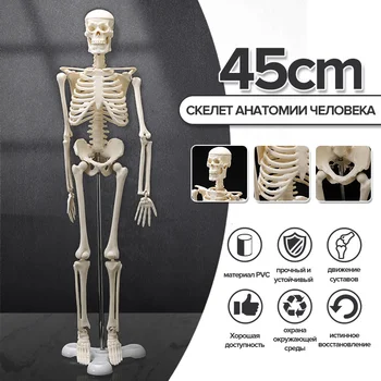 Aukštos Kokybės 45CM Standartinis Žmogaus Anatomijos Anatomija Skeleto Modelis Medicinos Mokytis Dailės Pagalbos Priemonė Žmogaus Skeleto Modelis