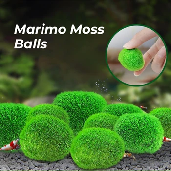 Marimo Moss Kamuolius Gyventi Akvariumo Augalų, Dumblių, Žuvies, Krevečių Bakas Ornamentu Modeliavimas Žaliųjų Dumblių Kamuolius Dirbtinių Augalų 2-3cm